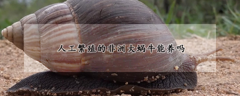 人工繁殖的非洲大蜗牛能养吗