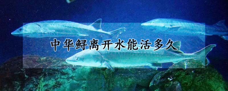 中华鲟离开水能活多久