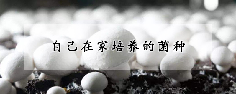 自己在家培养的菌种