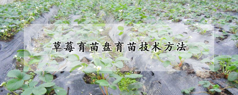 草莓育苗盘育苗技术方法