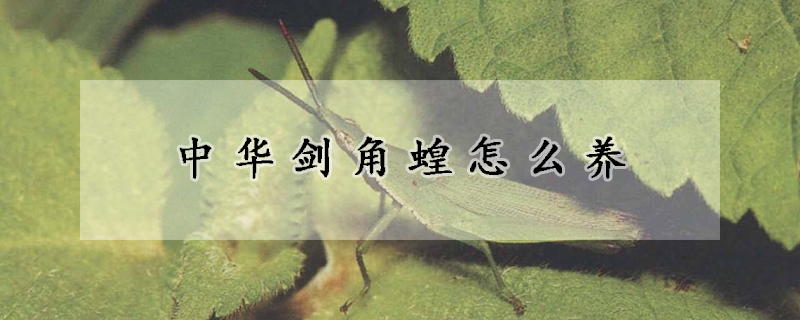 中华剑角蝗怎么养