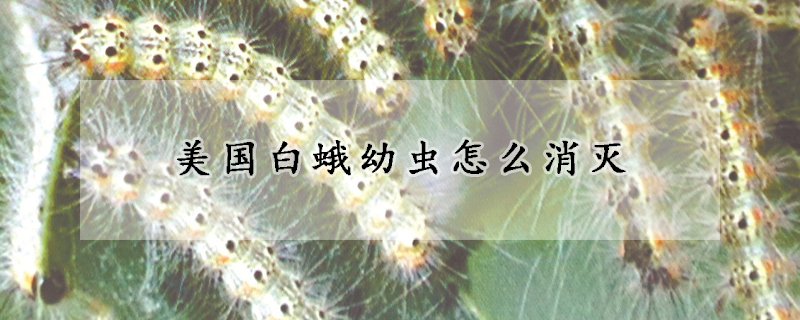 美国白蛾幼虫怎么消灭