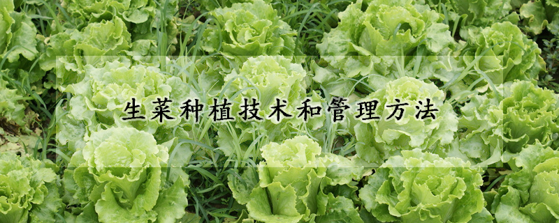 生菜种植技术和管理方法