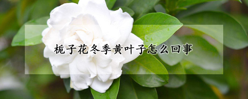 栀子花冬季黄叶子怎么回事