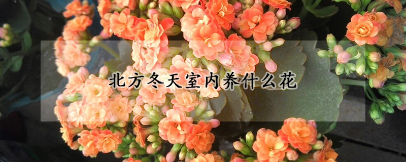 北方冬天室内养什么花