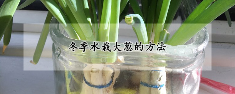 冬季水栽大葱的方法