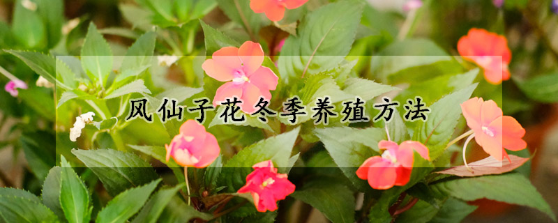 风仙子花冬季养殖方法