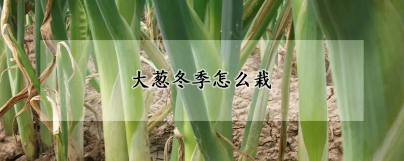 大葱冬季怎么栽