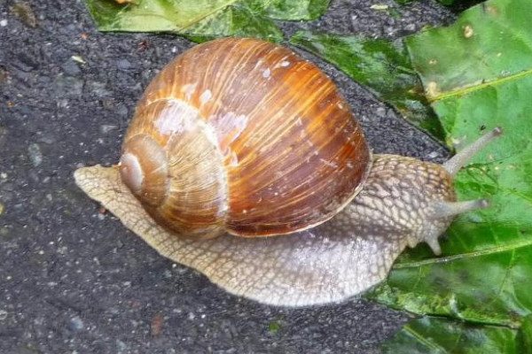 蜗牛怎么养才能生宝宝