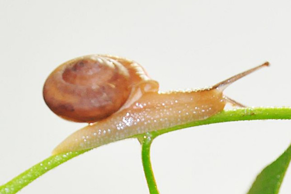 蜗牛长什么样?