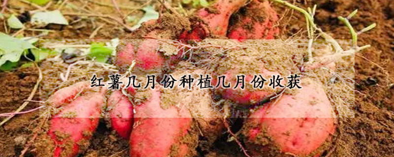 红薯几月份种植几月份收获