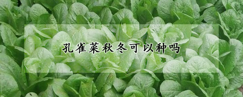孔雀菜秋冬可以种吗
