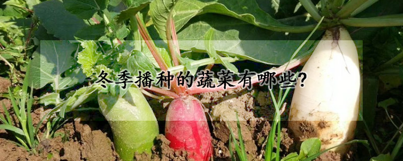 冬季播种的蔬菜有哪些?