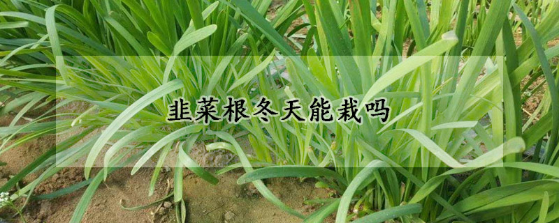 韭菜根冬天能栽吗