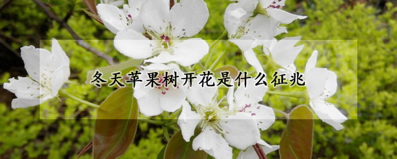 冬天苹果树开花是什么征兆