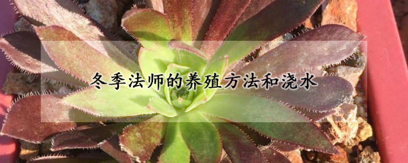 冬季法师的养殖方法和浇水