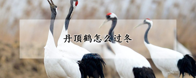 丹顶鹤怎么过冬