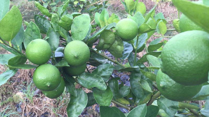 柠檬树一年开几次花结几次果