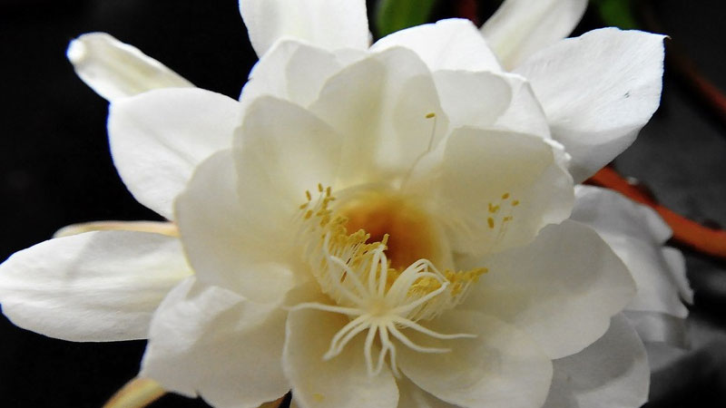 昙花的品质