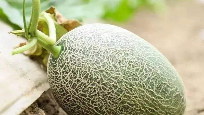 哈密瓜怎么种植方法
