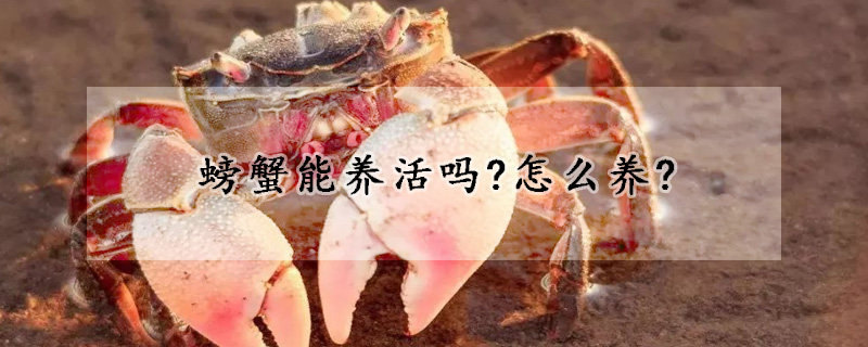 螃蟹能养活吗?怎么养?