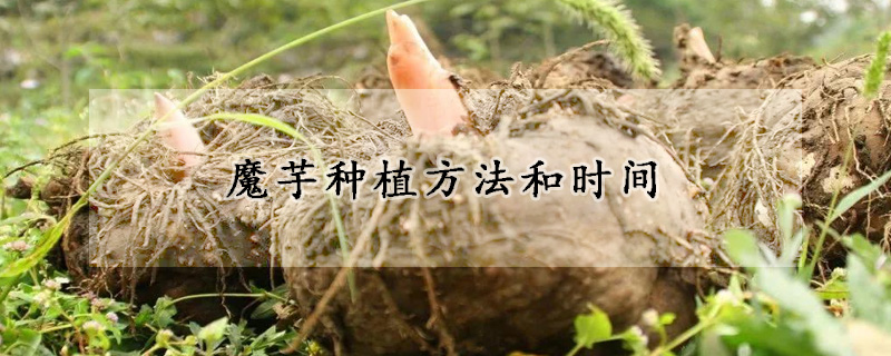 魔芋种植方法和时间