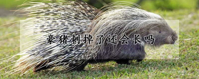 豪猪刺掉了还会长吗