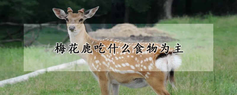 梅花鹿吃什么食物为主