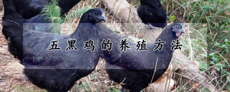 五黑鸡的养殖方法