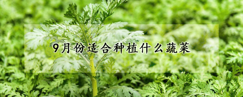 9月份适合种植什么蔬菜