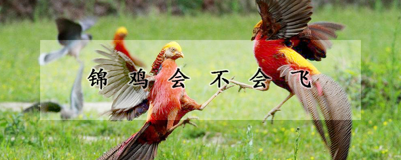 锦鸡会不会飞