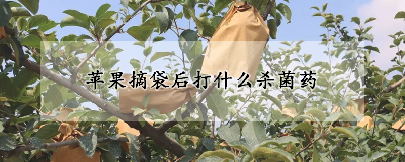 苹果摘袋后打什么杀菌药