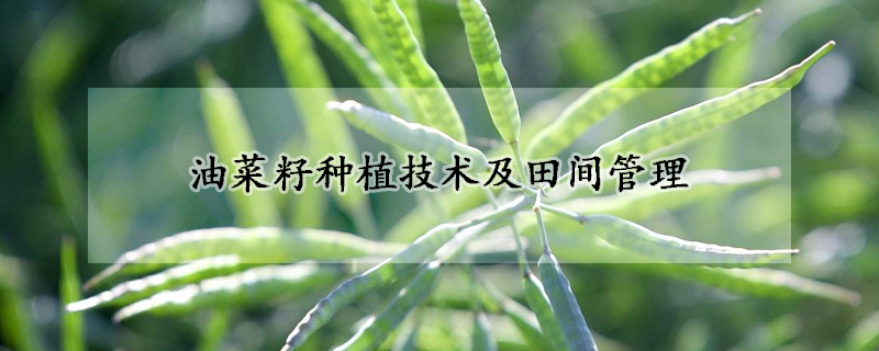 油菜籽种植技术及田间管理