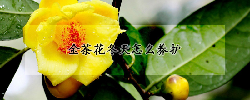 金茶花冬天怎么养护