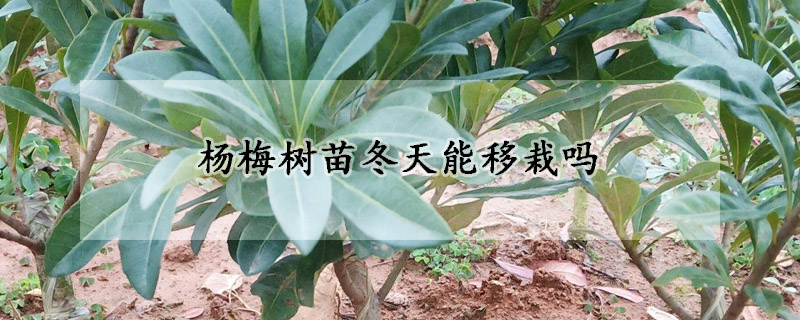 杨梅树苗冬天能移栽吗