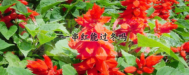 一串红能过冬吗