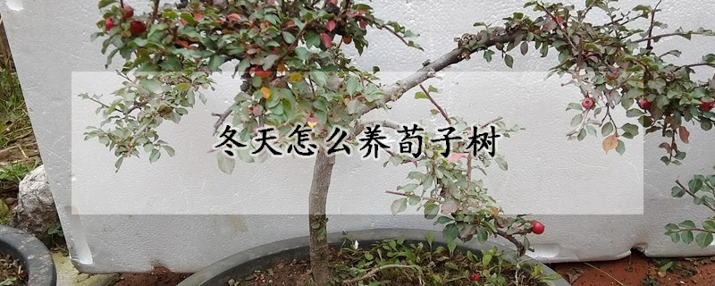 冬天怎么养荀子树