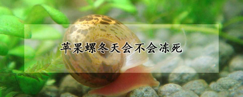 苹果螺冬天会不会冻死