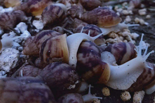 白玉蜗牛可以不用土养吗
