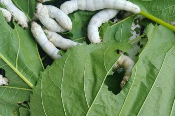 蚕结茧后几天蚕蛾从茧中钻出来(蚕的一生经历了哪四个阶段)
