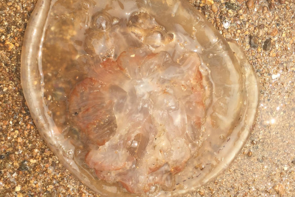 海蜇是水母吗
