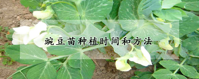 豌豆苗种植时间和方法