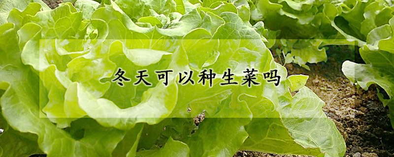 冬天可以种生菜吗