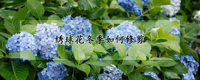 绣球花冬季如何修剪