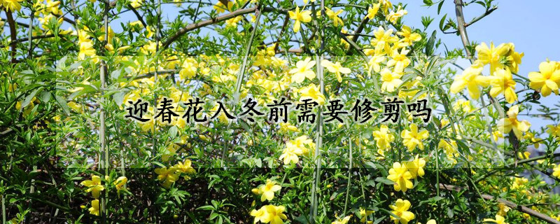迎春花入冬前需要修剪吗