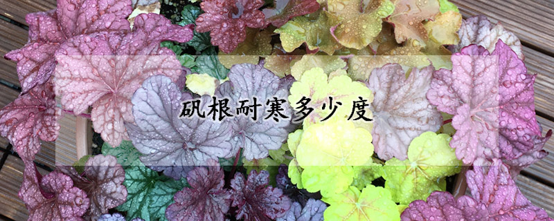 矾根耐寒多少度