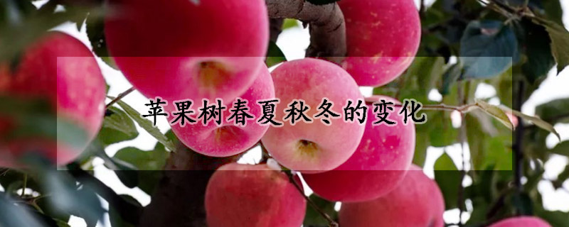 苹果树春夏秋冬的改变 —【发财农业网】