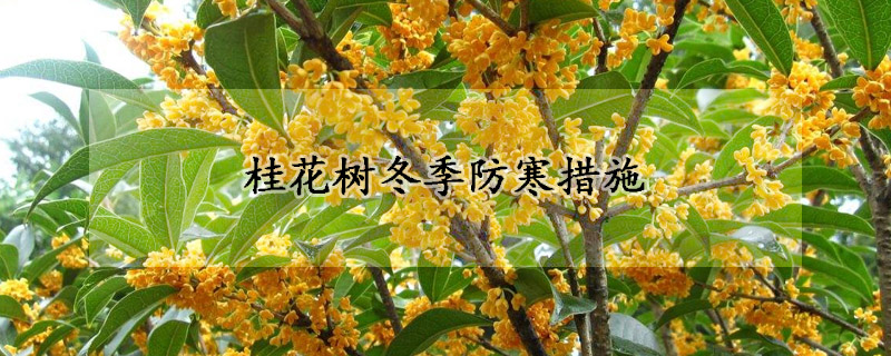 桂花树冬季防寒措施