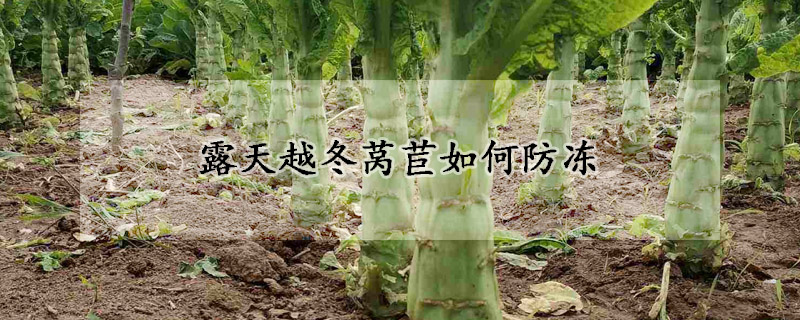 露天越冬莴苣如何防冻