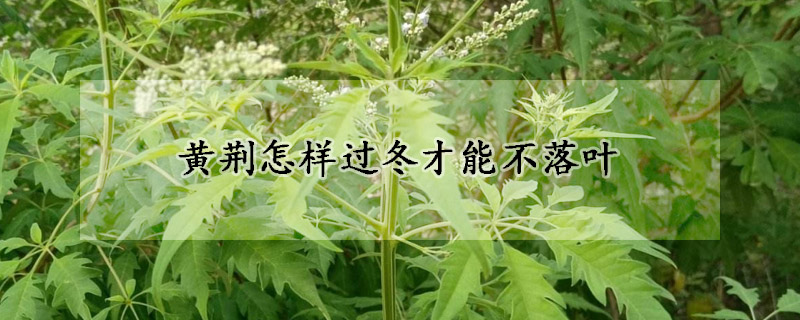 黄荆怎样过冬才能不落叶